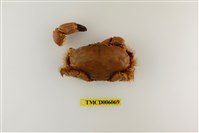 藏品(羅氏毛足蟹)的圖片